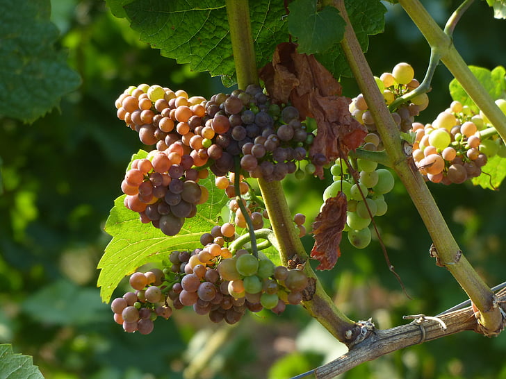 viinamarjad, Vineyard, viinapuu