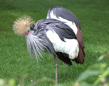 grey crowned crane, eastern crowned crane, bird, crane, animal world