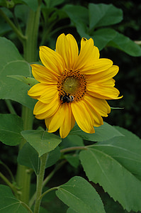 bee, flower, sunflower, insects