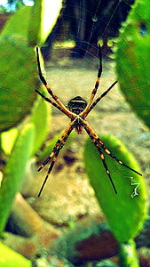 edderkopp, insekt, natur, arachnid, Web