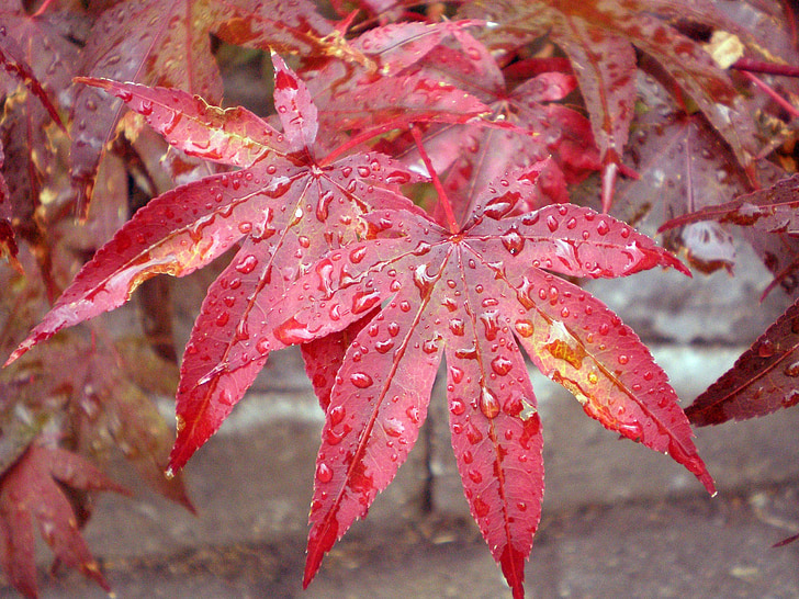 auró japonès, fulla, gotes de pluja, vermell, auró, arbre, japonès