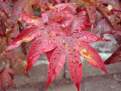 japoński klon, liść, krople deszczu, czerwony, klon, drzewo, Japoński