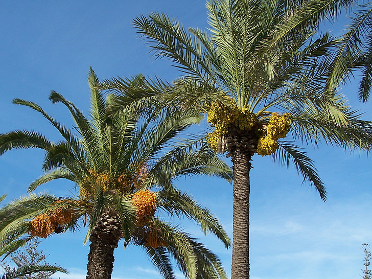 Palma de data, Data, Palm, árvore, frutas, exóticas, Mediterrâneo
