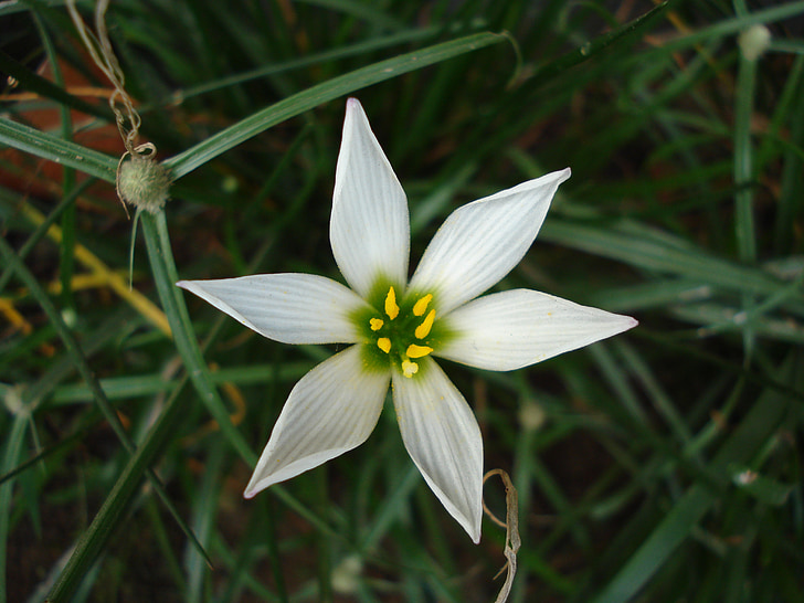 ornithogalum umbellatum, flower, nature, white, bloom, green