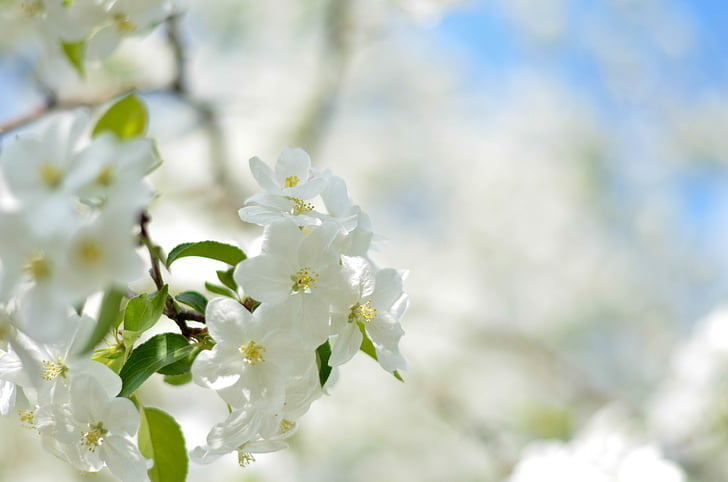 cseresznyevirág, közeli kép:, Flóra, virágok, növények, fehér, természet