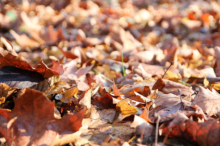 daun, musim dingin, musim gugur, daun kering, hutan, coklat