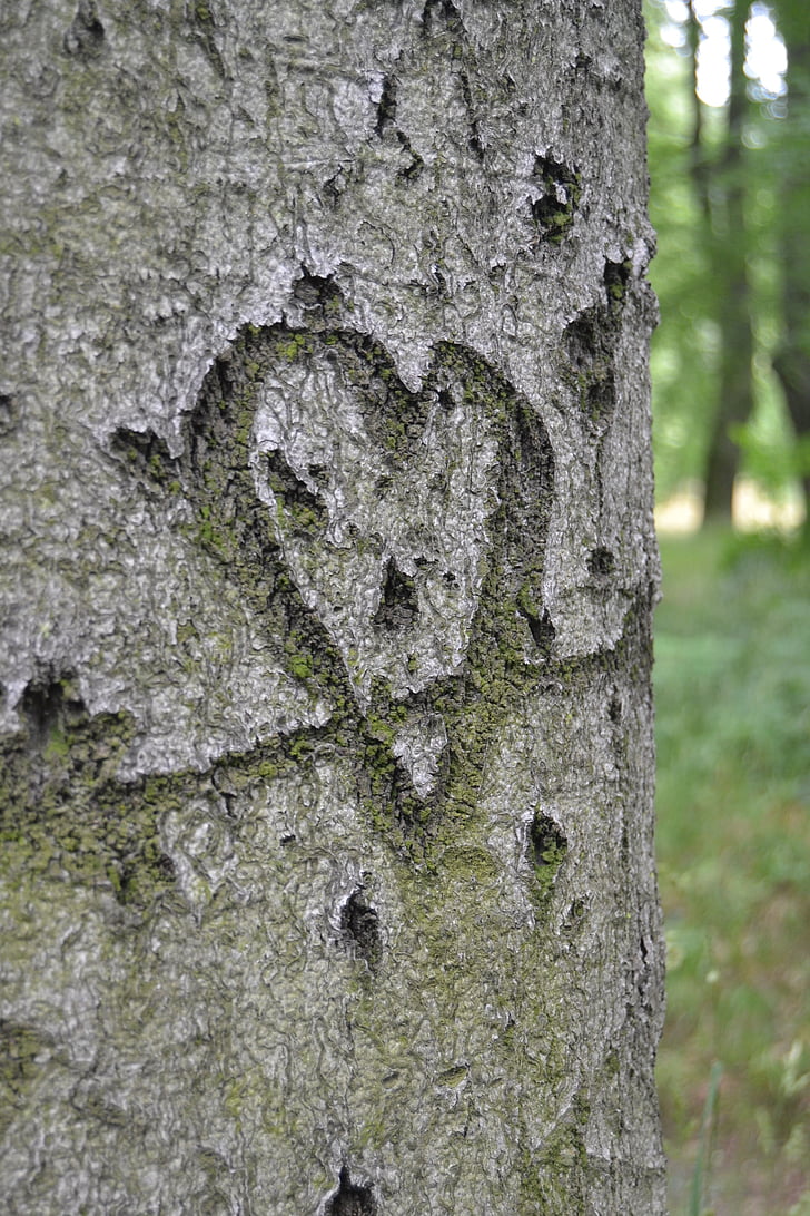 Herz, simbols, Baum, liebe, liebesbotschaft, zīme, koks