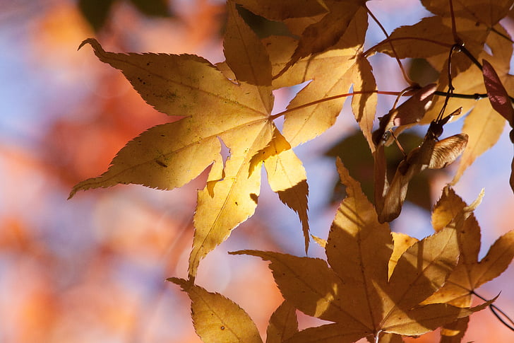 maple, autumn, leaf, yellow, orange, leaves, coloring