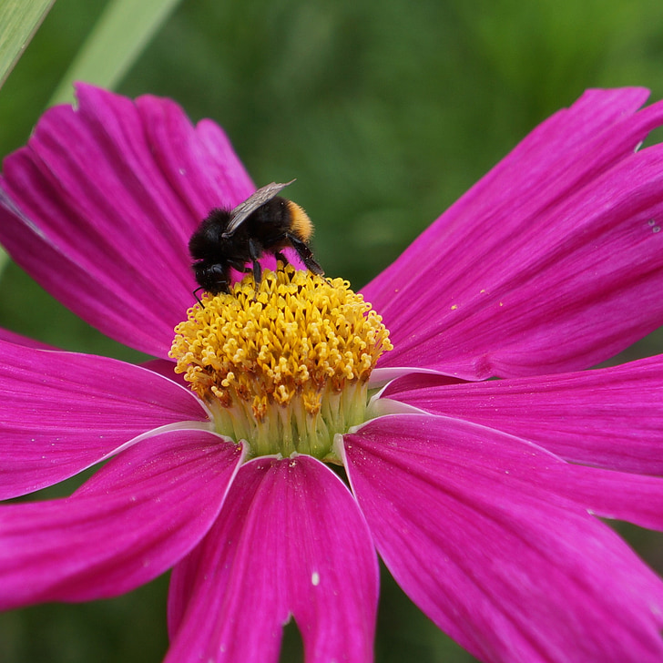universe, cosmos flower, bee in bloom, bumble-bee, to nectar