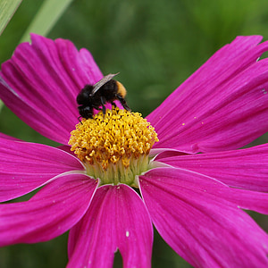 wszechświat, kwiat kosmei, Pszczoła w rozkwicie, trzmieli, do nektaru