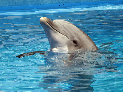 dolphin, mammal, animal, marine, sea, underwater, wildlife