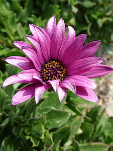 flower, purple flower, daisy, petals, beauty, detail, petal