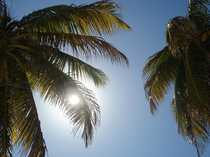 sonce, Palme, nebo
