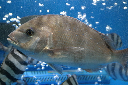 Τσιπούρα, ψάρια