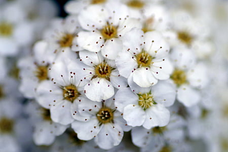 Crataegus, lill, valge, väiksemaid, lilled, tolmukate, roosa