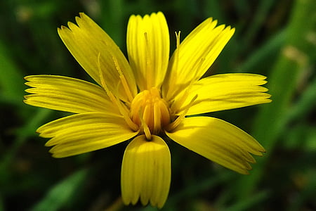 φυτό, μακροεντολή, κίτρινα αγριολούλουδα, φύση, Κίτρινο, λουλούδι, πέταλο
