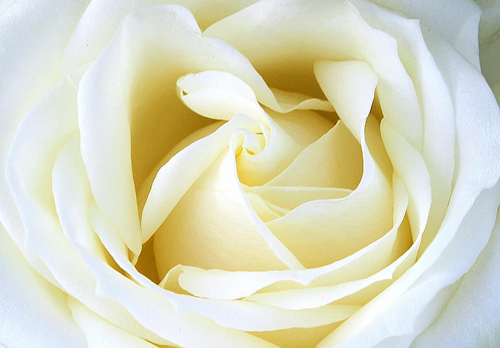 Rosa, blanc, flor rosa, flor, flor, tendre, natura
