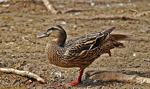 duck, birds, nature, pond, waterfowl, feathers, ducks lake
