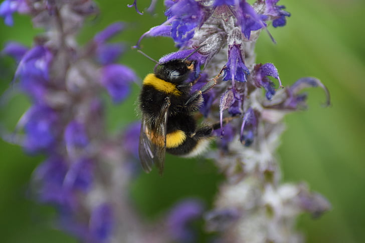 bumble bee, Bombus, abeja, insectos, polen, flor, negro