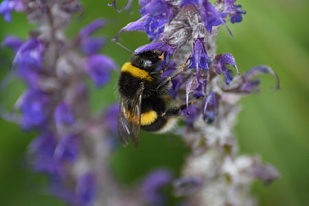 земните пчела, Bombus, пчела, насекоми, цветен прашец, цвете, Черно