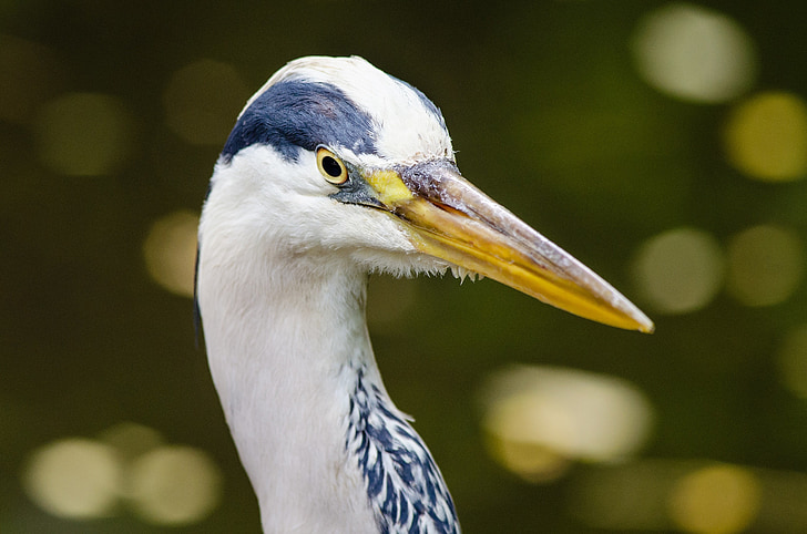 Great blue heron, pássaro, selvagem, bico, pescoço, vida selvagem, natureza