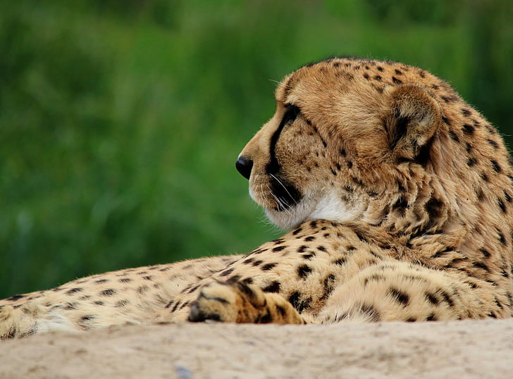 cheetah, con mèo, động vật, động vật hoang dã, Thiên nhiên, hoang dã, động vật ăn thịt