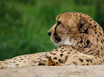 gepard, mačka, životinja, biljni i životinjski svijet, priroda, divlje, Grabežljivac