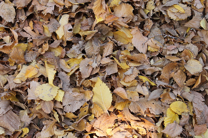lapai, fono, rudenį, rudens fone, rudenį, lapų, sezono metu