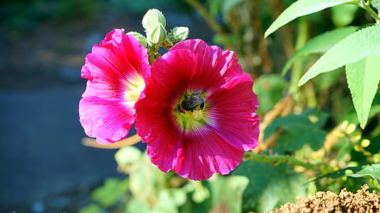 Blume, Rosa, Rosa Blumen, Natur, Blütenblatt, Frühling, Anlage