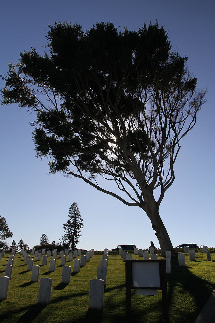 Kalifornien, San diego, militära, kyrkogården, träd, solen, landmärke