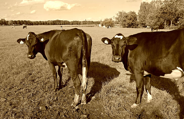 krowa, bydło, zwierzęta gospodarskie, zwierząt, ssak, łąka, pastwiska