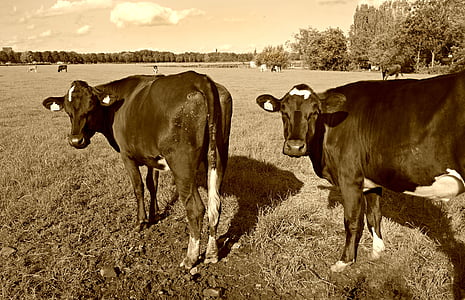 วัว, วัว, ปศุสัตว์, สัตว์, เลี้ยงลูกด้วยนม, ทุ่งหญ้า, ทุ่งหญ้า