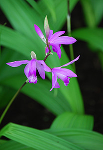 Orquídea, púrpura, flora, flor, planta, floración