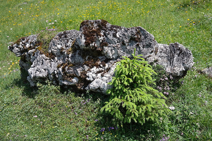 Stein, Kalkstein, Rock, Alpine, Landschaft, Idylle, Baum