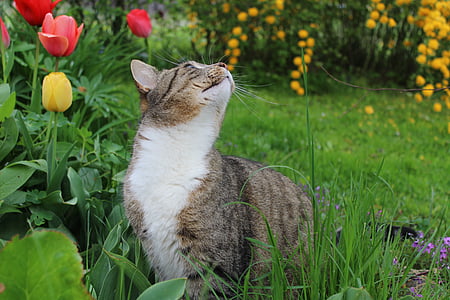 정원, tomcat, 고양이, 애완 동물, 동물, 그을음, 국내 고양이