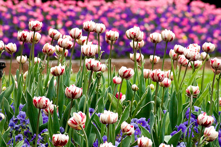 tulipány, kvet zľavy, jar, Tulip, Príroda, kvet, rastlín