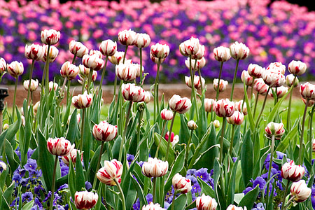 Tulpen, Blume-Rabatte, Frühling, Tulpe, Natur, Blume, Anlage