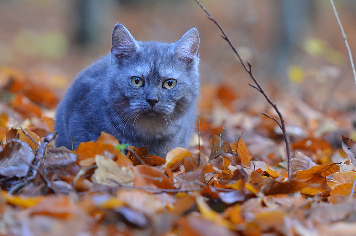 кошка, молодой Кот, Селкирк прямой, Голубой, лес, котенок, Любопытно