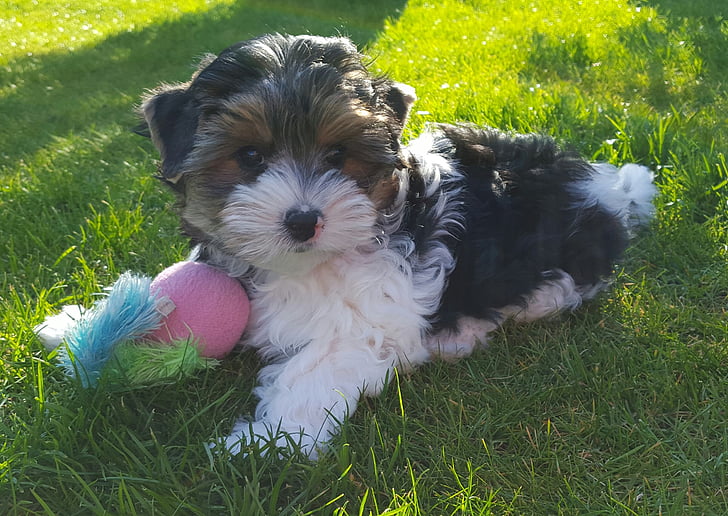 yorkshire terrier, biewer terrier, puppies, dog breed, play, out, grass