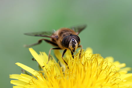 rovar, természet, makró, állat, méh, szárny, természetes