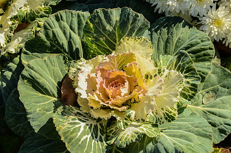cabbage flower, garden, green, plant