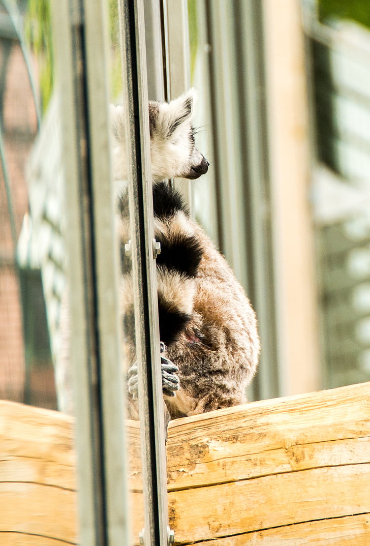 halka kuyruklu Maki, göz, Lemur catta, yüz, Madagaskar, Hayvanat Bahçesi, çizgili