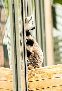 lemur munito anello, occhio, Lemure catta, viso, Madagascar, Zoo di, a righe