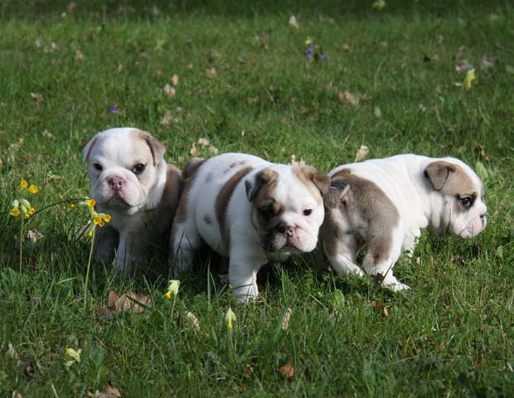 Bulldog, szczeniak, pies, zwierzęta, zwierząt, ładny, rasowe pies