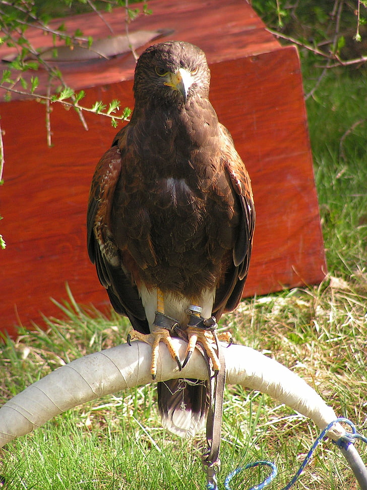 buzzard harris, parabuteo unicinctus, predator, falconry, breeding raptors, sitting, bird