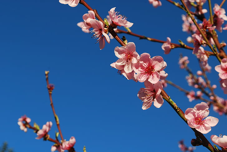 ameixa, pêssego, Primavera, flores, -de-rosa, flor, visualização da flor de cerejeira