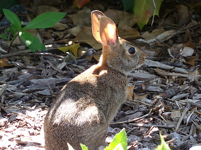 哺乳动物, 兔子, 动物, 小兔子, 可爱, 自然, 小