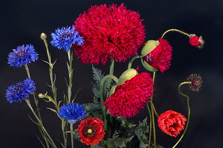 cornflowers, klatschmohn, flor de rosella, flors silvestres, jardí de rosella