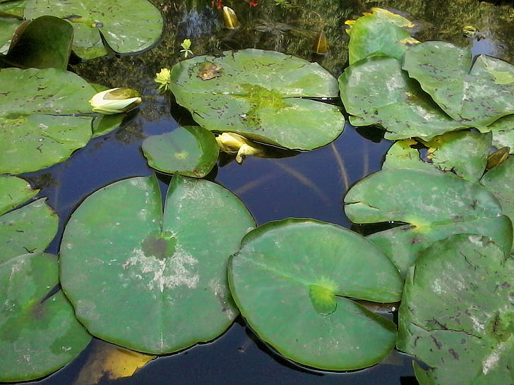 vody, ľalia, rybník, Lekno, Príroda, kvet, listy