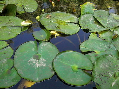 agua, lirios, estanque, lirio de agua, naturaleza, flor, hojas